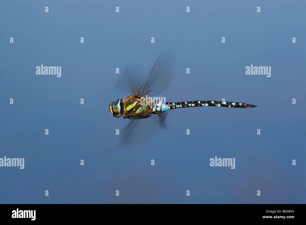emperor dragonfly (Anax imperator), single animal flying, Switzerland, St.Gallen Stock Photo