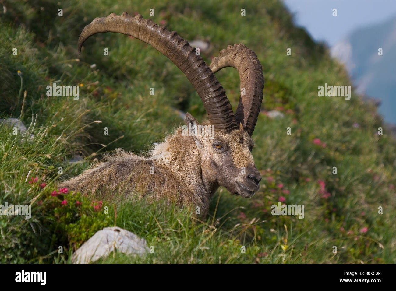 alpine ibex (Capra ibex), buck lying in mountain meadow, Switzerland, Appenzell Stock Photo