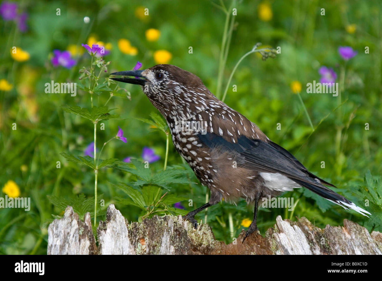 spotted nutcracker (Nucifraga caryocatactes), sitting on dead wood, Switzerland, Graubuenden Stock Photo