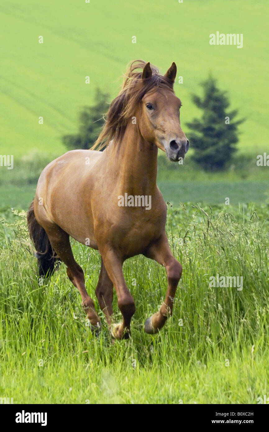 Paso Fino Horse. Stallion galloping on a meadow Stock Photo Alamy