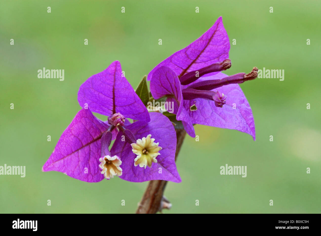 Bougainvillea (Bougainvillea glabra), blossoms Stock Photo