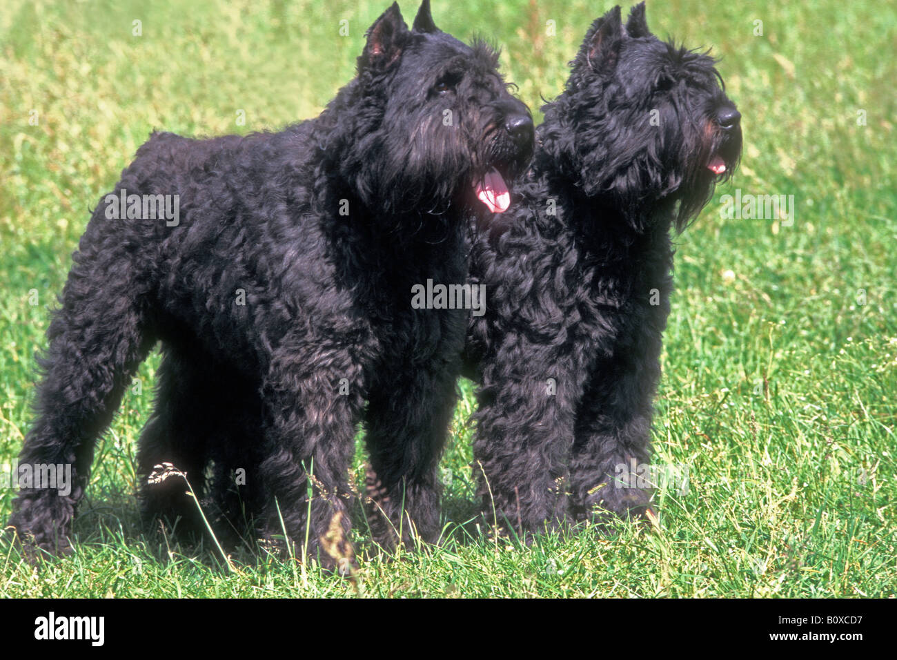 Bouvier des Flandres (Canis lupus familiaris), couple standing on grass Stock Photo