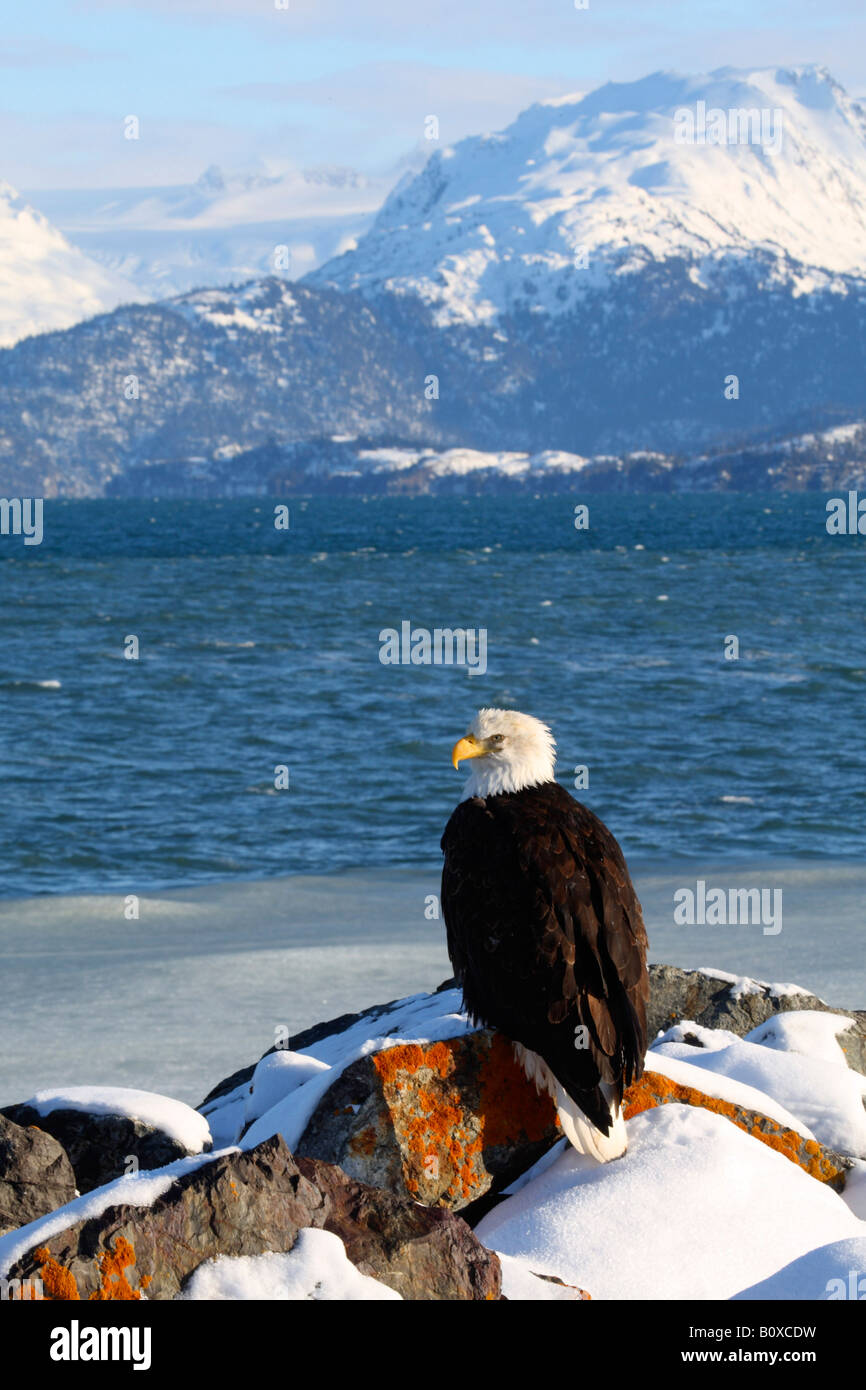 American bald eagle (Haliaeetus leucocephalus), sitting on a stone in winter, USA, Alaska, Kenai, Homer Stock Photo