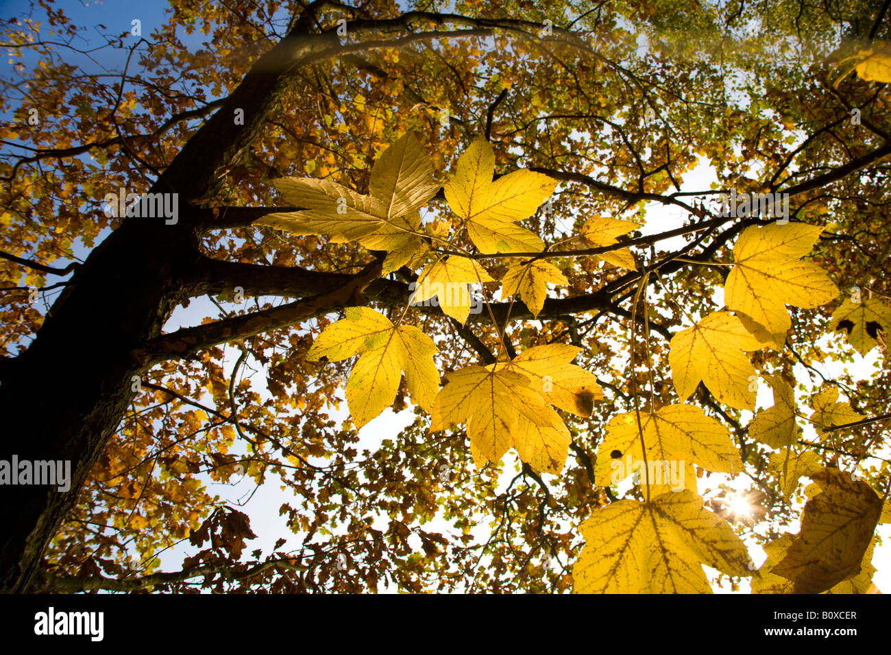 sycamore maple, great maple (Acer pseudoplatanus), autumn leaves in backlight, Germany, Saxony, Vogtland, Vogtlaendische Schweiz Stock Photo