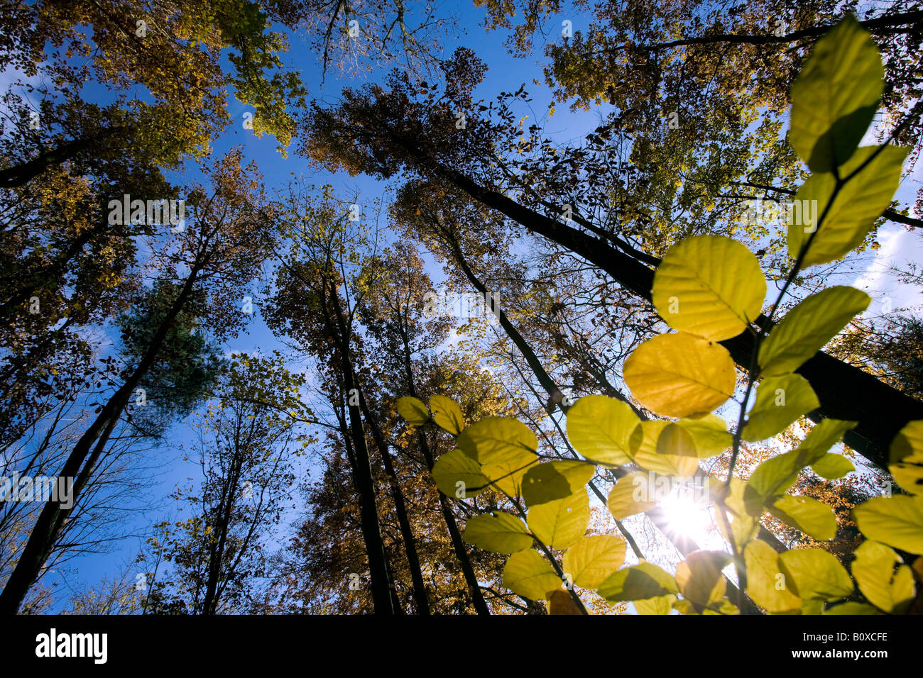 deciduous forest in autumn, Germany, Saxony, Wald bei Jocketa, Vogtlaendische Schweiz Stock Photo