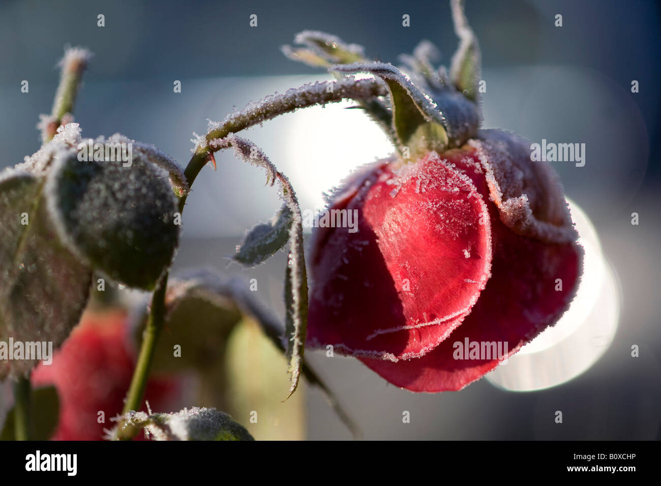 Frostbitten rose blossom with hoar frost hires stock photography and