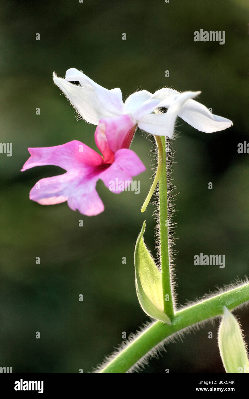 Calanthe (Calanthe 'William Murray', Calanthe William Murray), flower Stock Photo