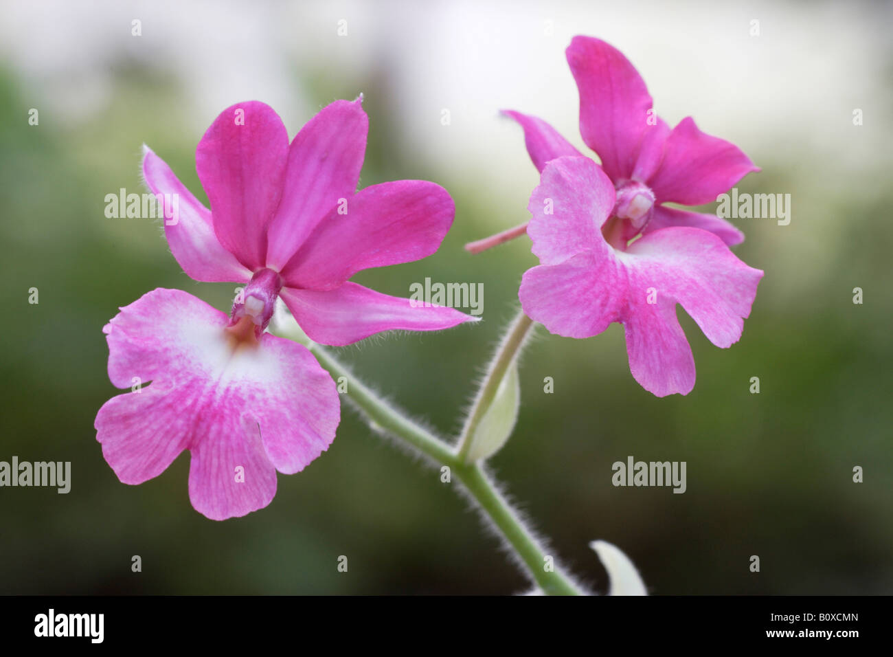 Calanthe (Calanthe rosea), flower Stock Photo