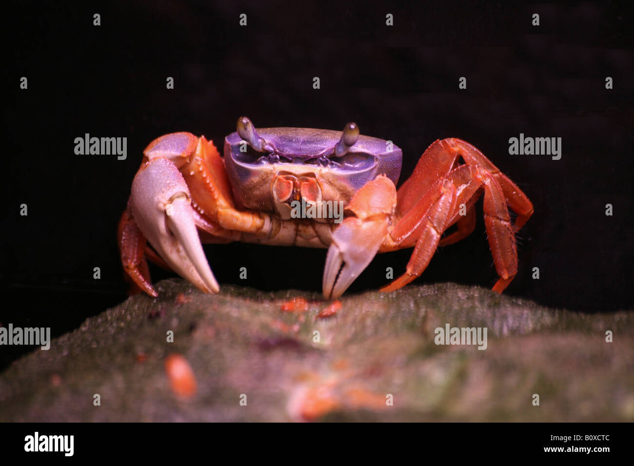 rainbow crab, West African rainbow crab (Cardisoma armatum), on rock Stock Photo
