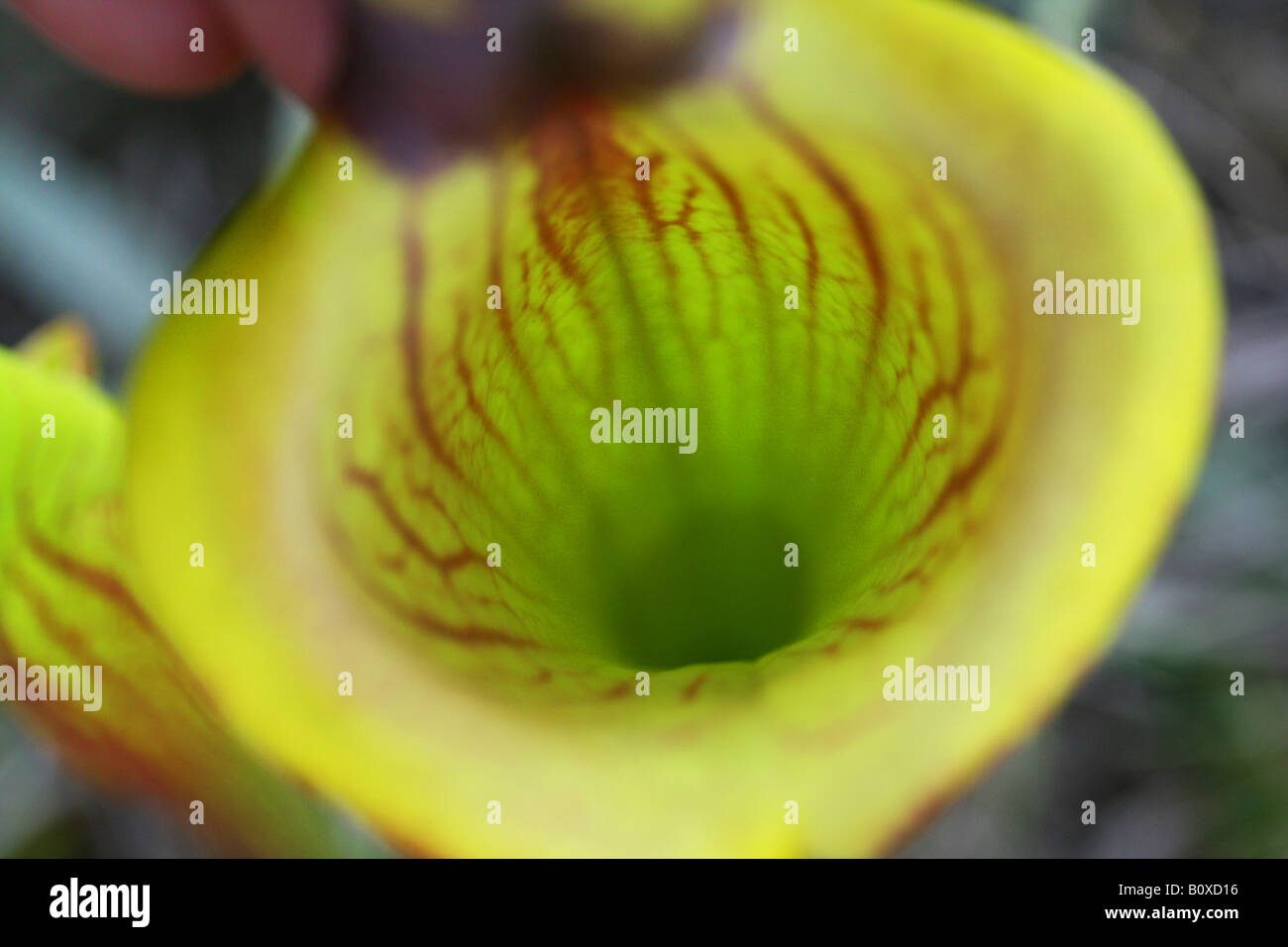 Carnivorous Plant Yellow or Trumpet Pitcher Plants Sarracenia flava Looking into pitcher Florida USA Stock Photo