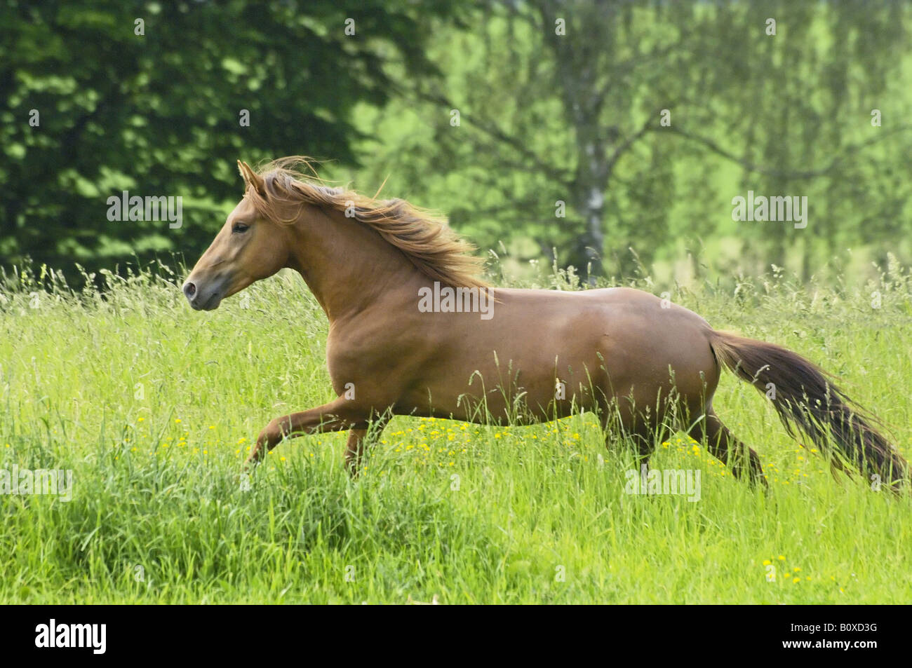 Paso Fino Horse stallion - galloping on meadow Stock Photo
