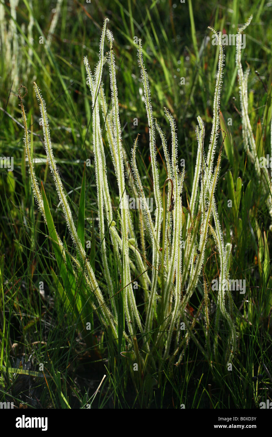 Thread-leaved Sundews Drosera filiformis var tracyi Florida USA Stock Photo