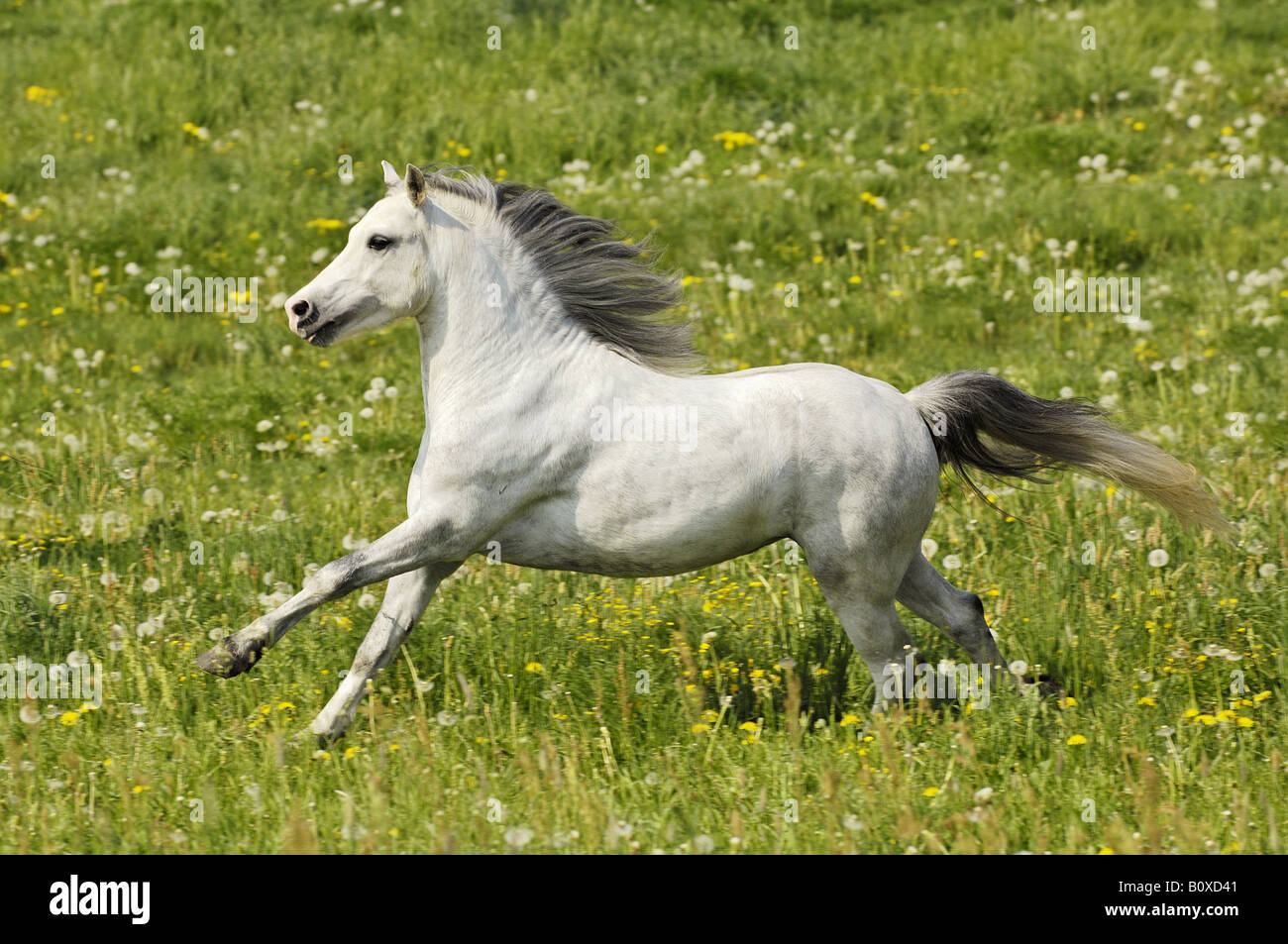Welsh A pony stallion - galloping on meadow Stock Photo
