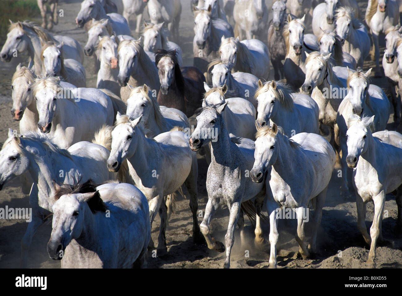 Camargue Horse (Equus caballus), herd trotting Stock Photo