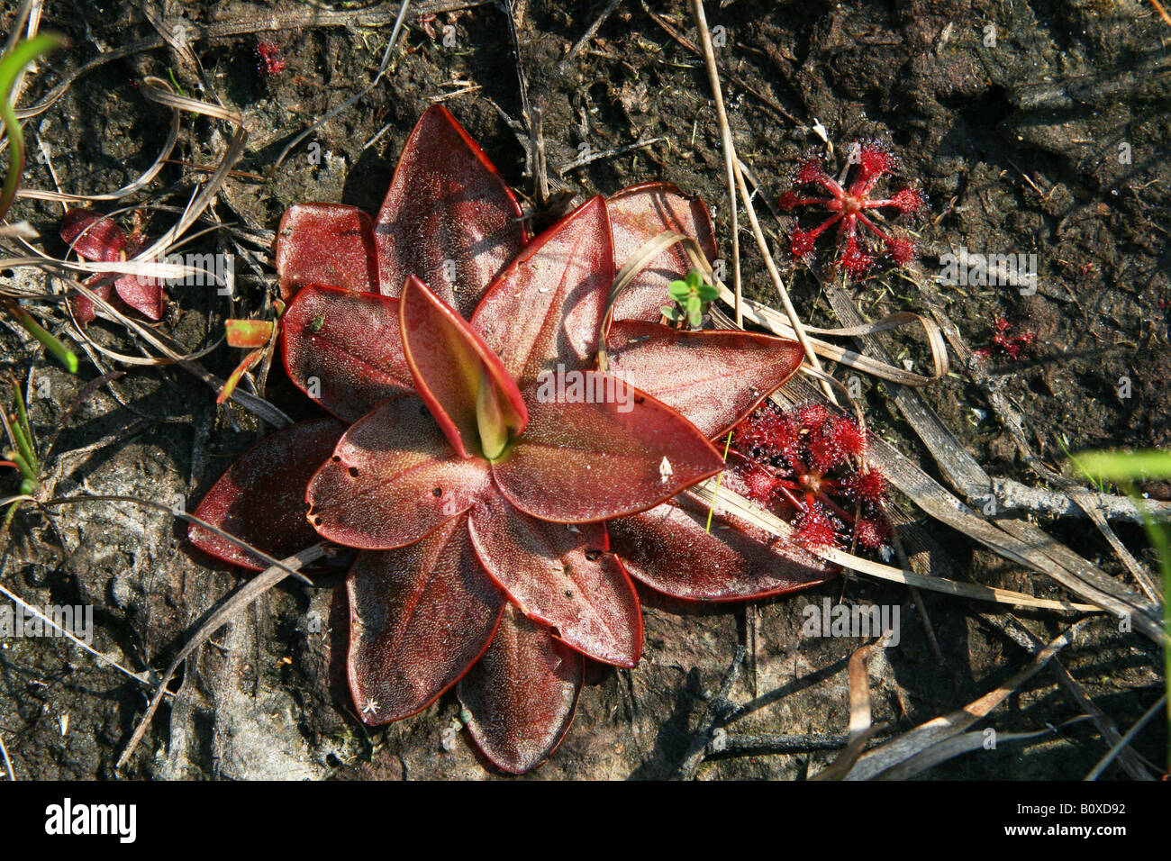 Chapman's Butterwort (Pinguicula planifolia), seepage bog, Gulf coastal