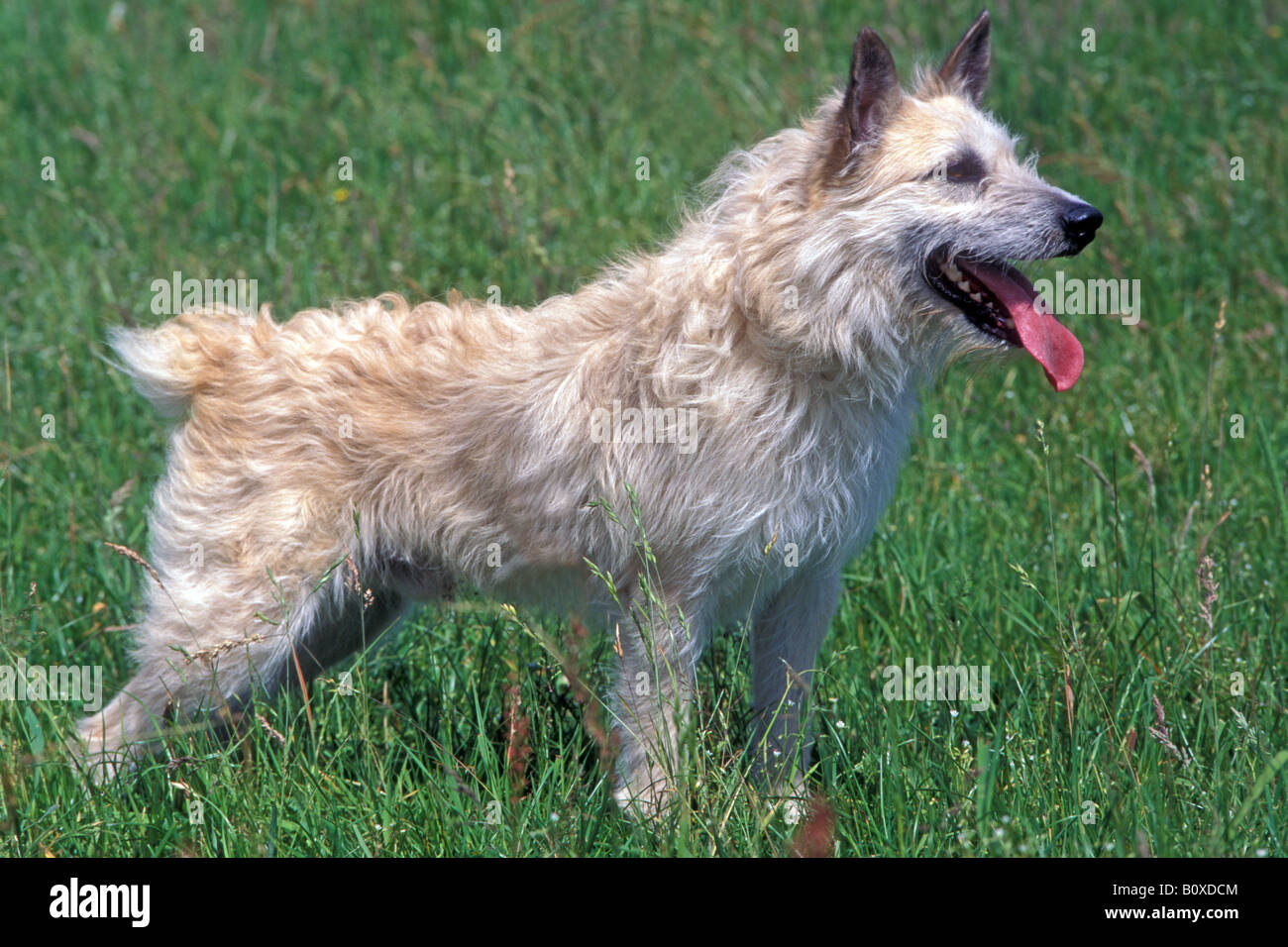 Bouvier des Ardennes (Canis lupus familiaris) standing on grass Stock Photo