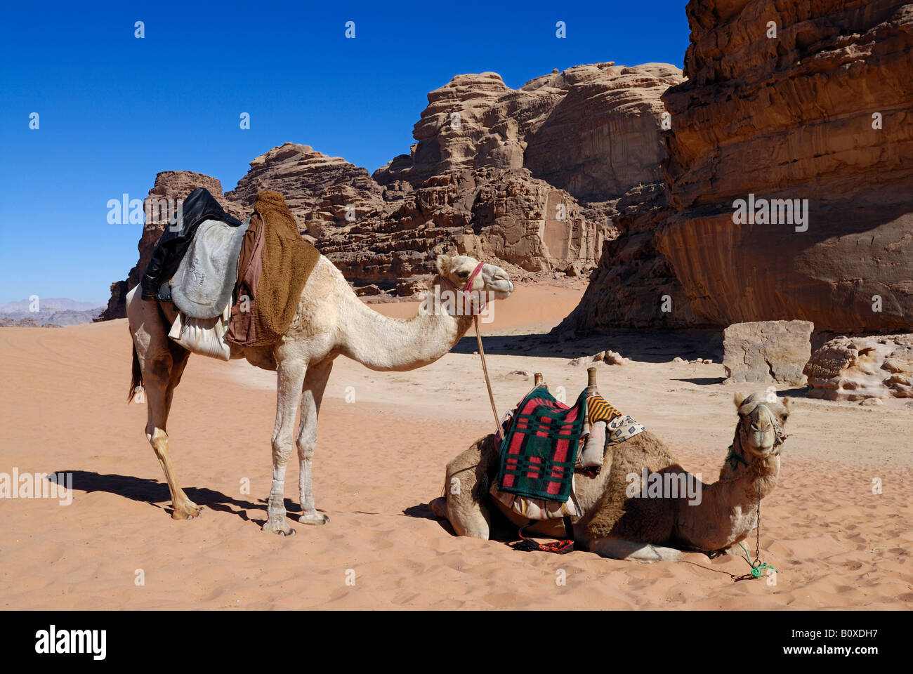 desert of Wadi Rum, camels in front, Jordan, Arabia Stock Photo