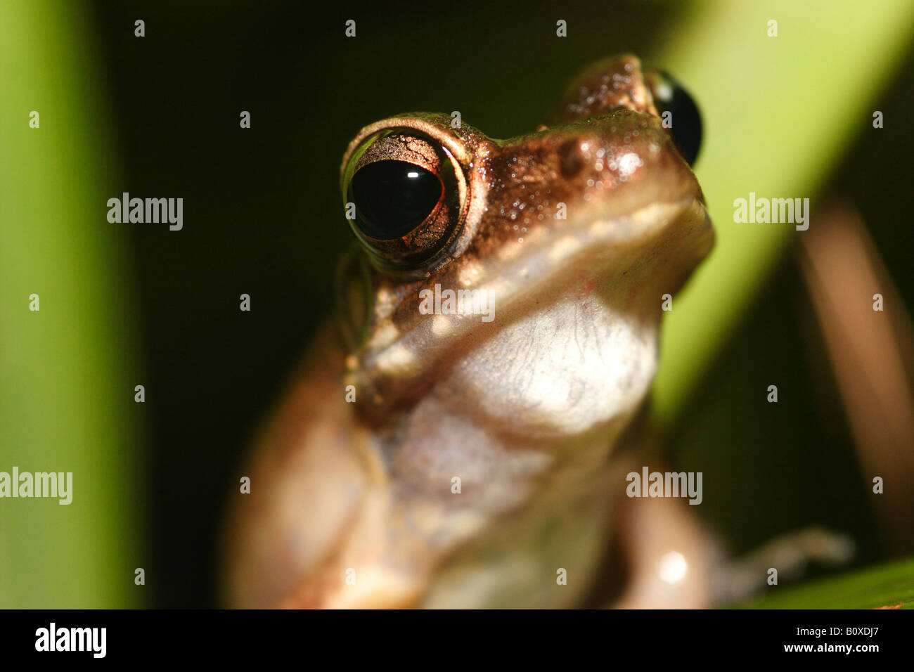 A Bornean treefrog calling Stock Photo