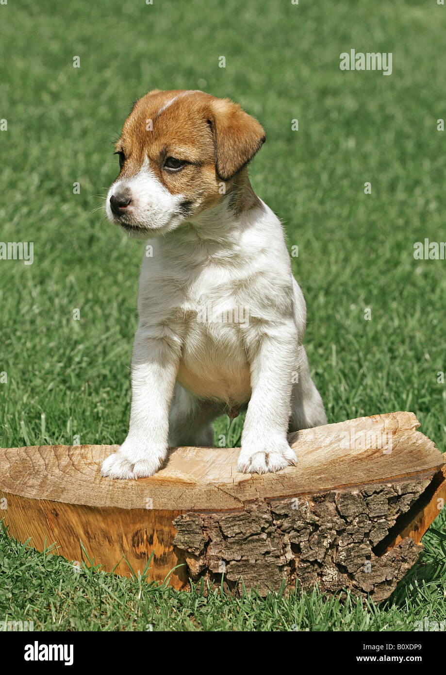 Parson Jack Russell Terrier puppy - standing Stock Photo