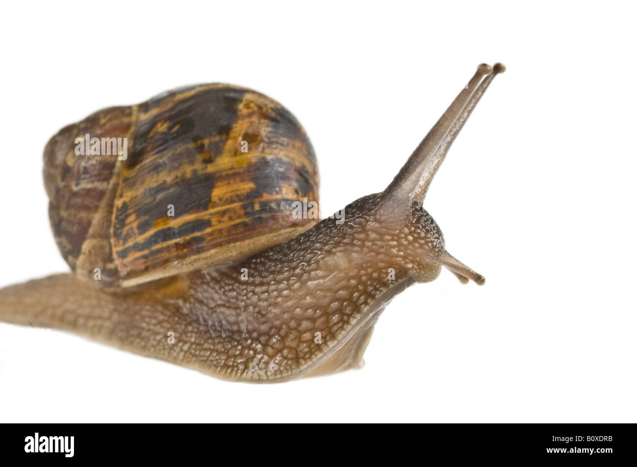 A common garden snail (Helix aspersa) against a pure white background. Stock Photo