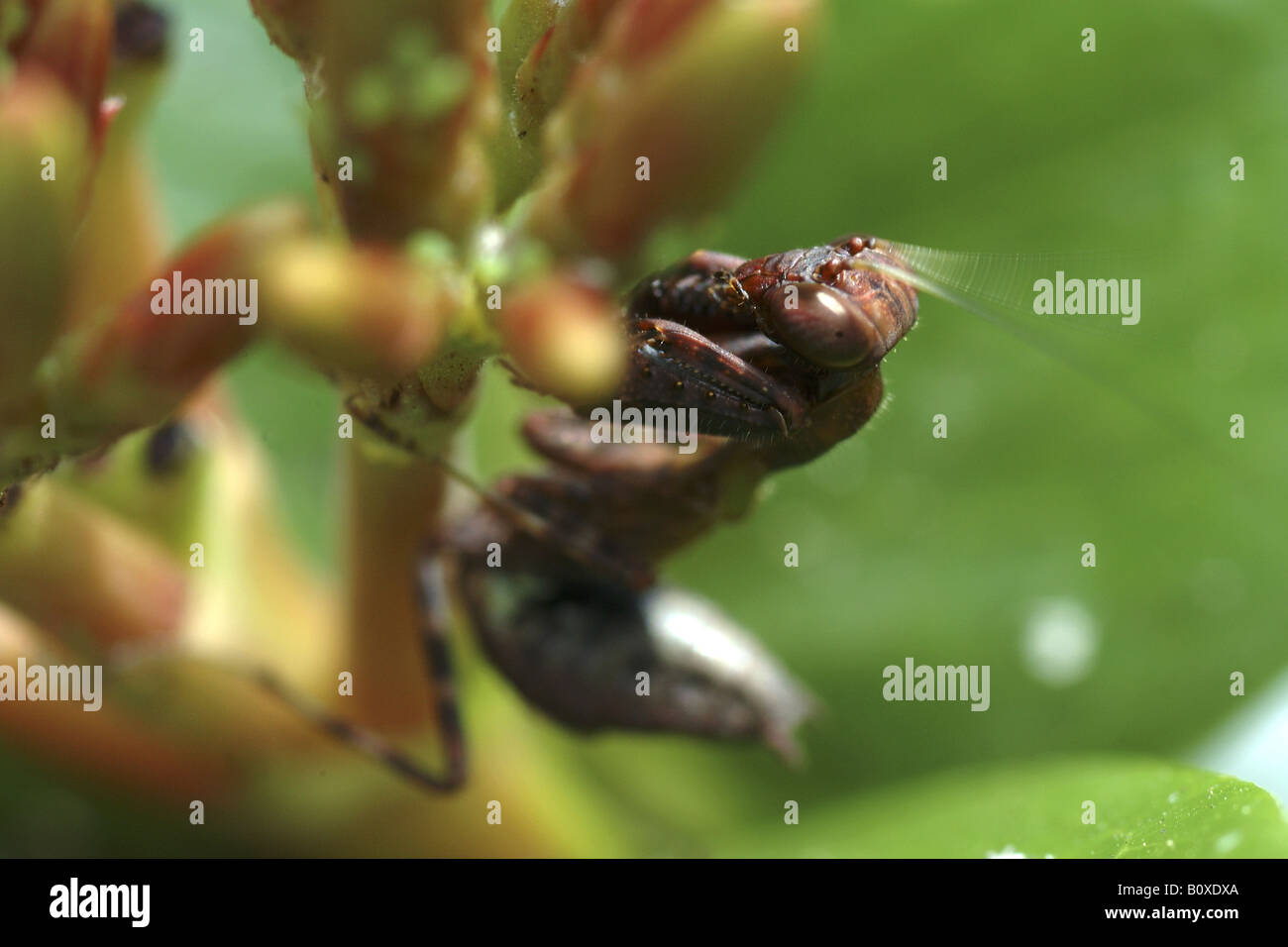 mantide mantide religiosa Costarica rain forest foresta pluviale vulcano Poas insetti mantoidei Stock Photo