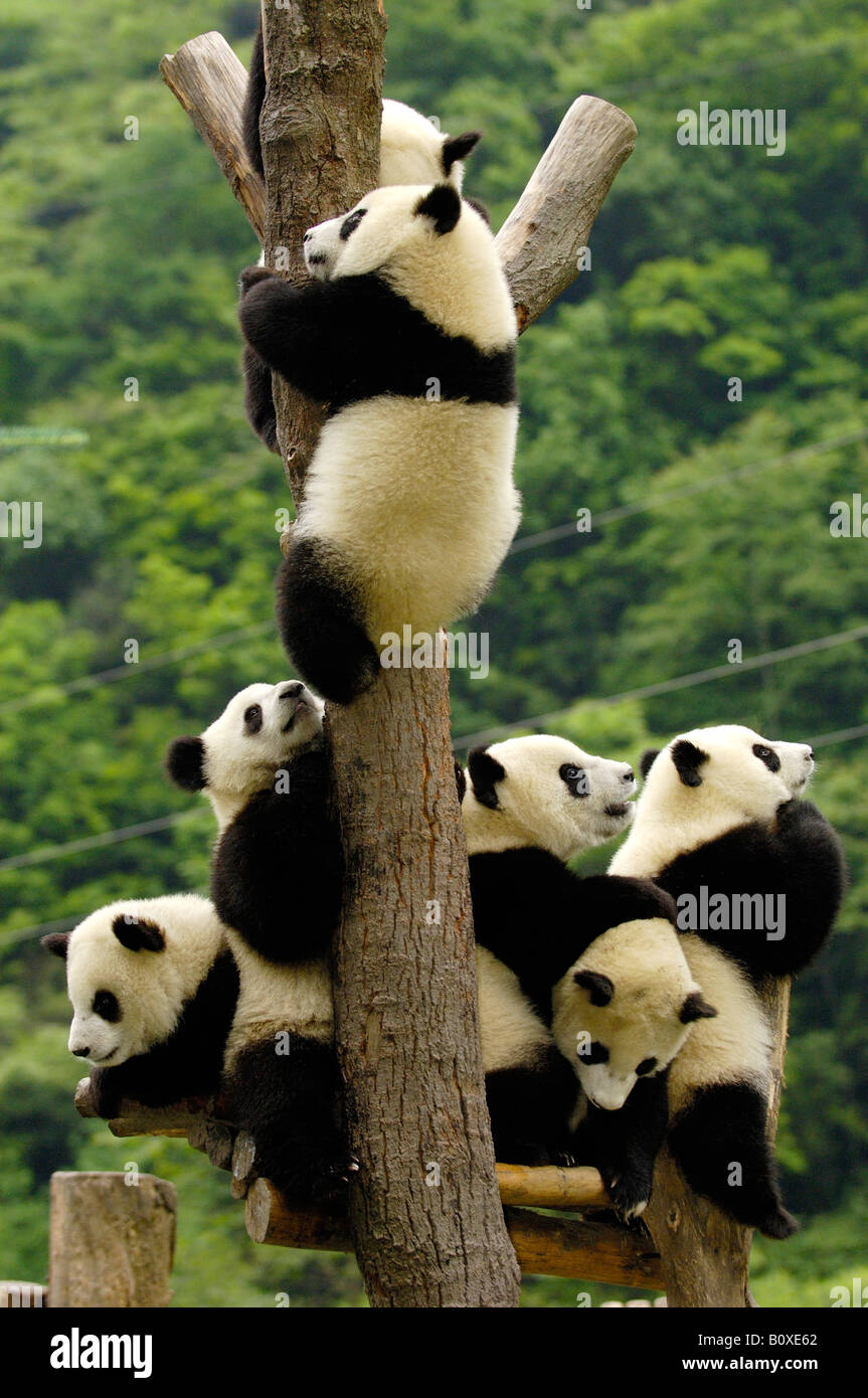 Giant Panda (Ailuropoda melanoleuca). Seven young bears climbing a