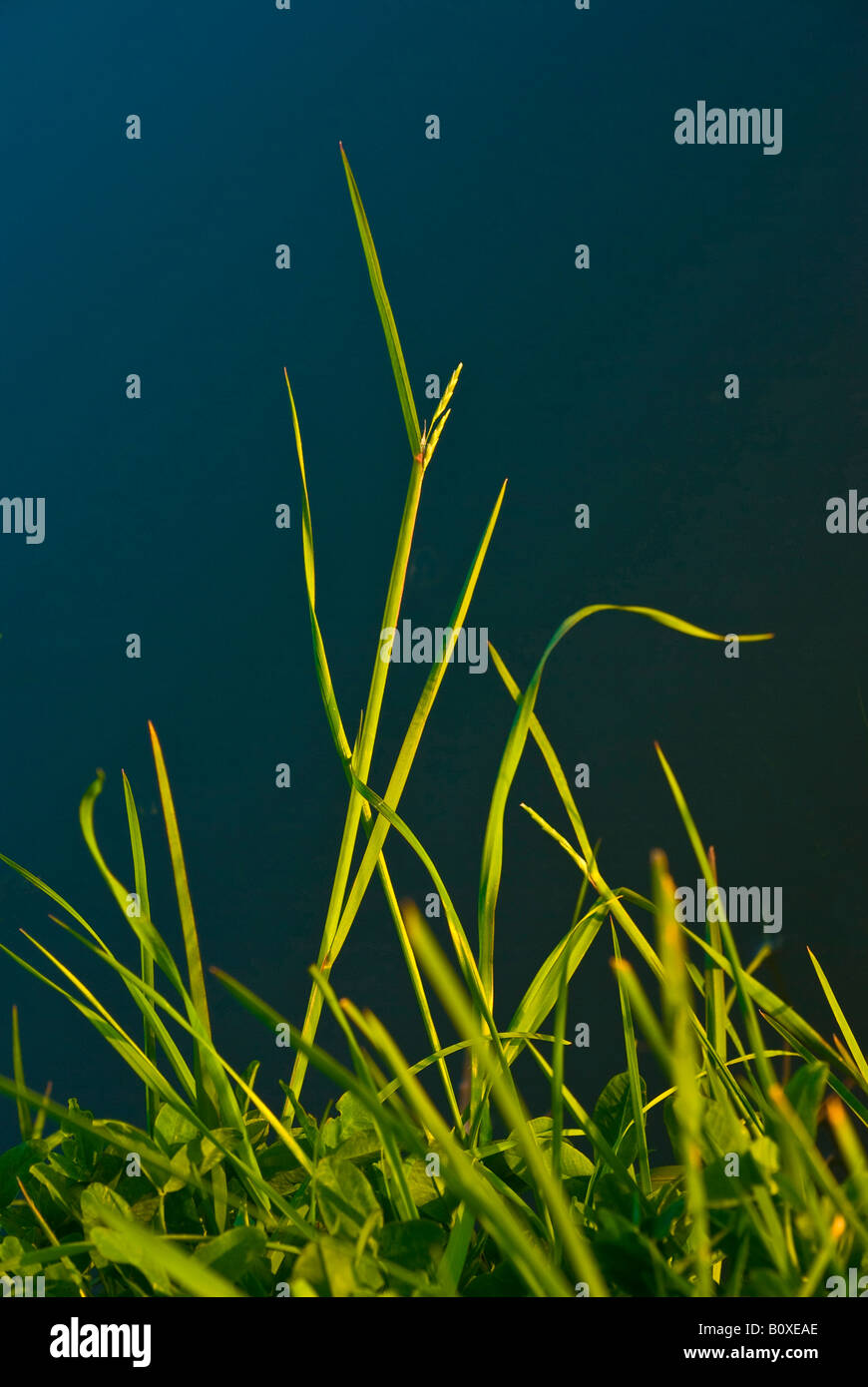 Blades of grass hires stock photography and images Alamy