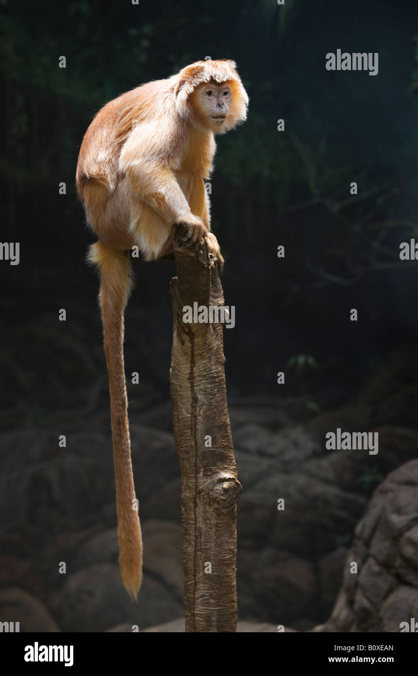 An ebony langur monkey perches on top of a tree stump at the Bronx Zoo New York USA Stock Photo