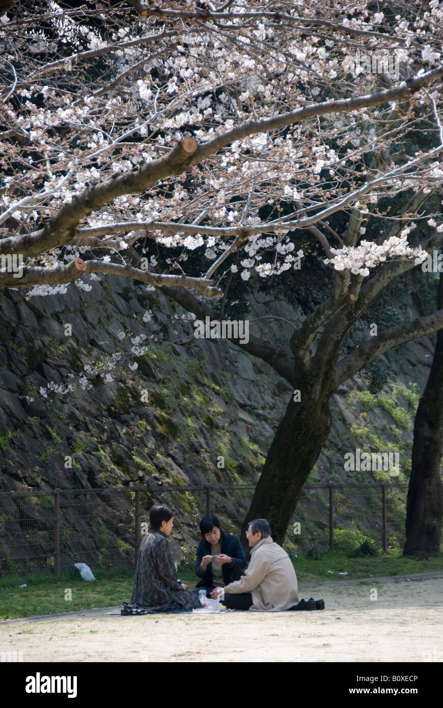 Kumamoto, Japan. An early hanami party to celebrate cherry blossom Stock Photo
