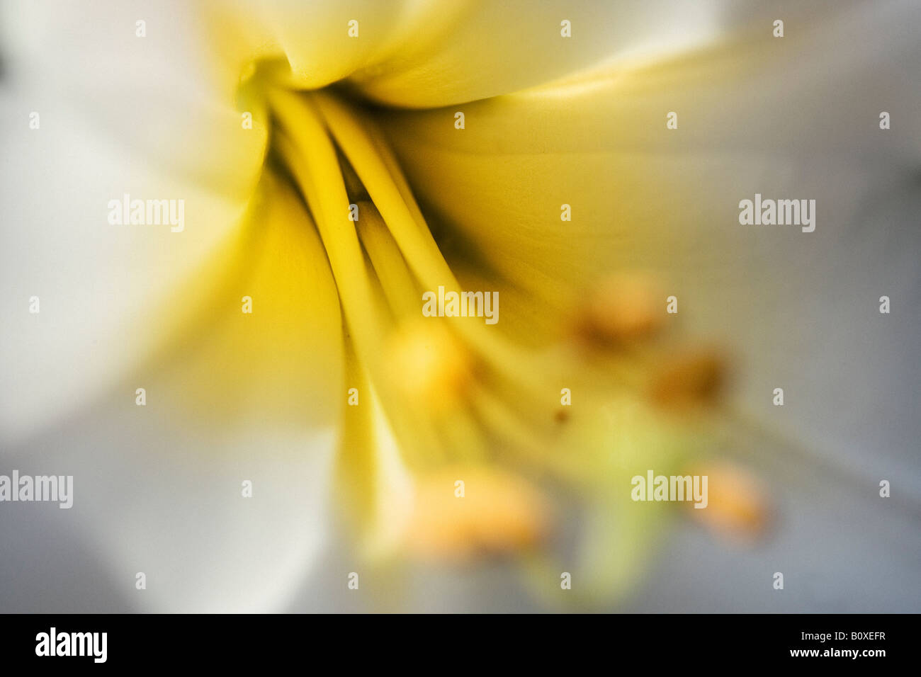 Close up of a white lily with yellow centre Stock Photo