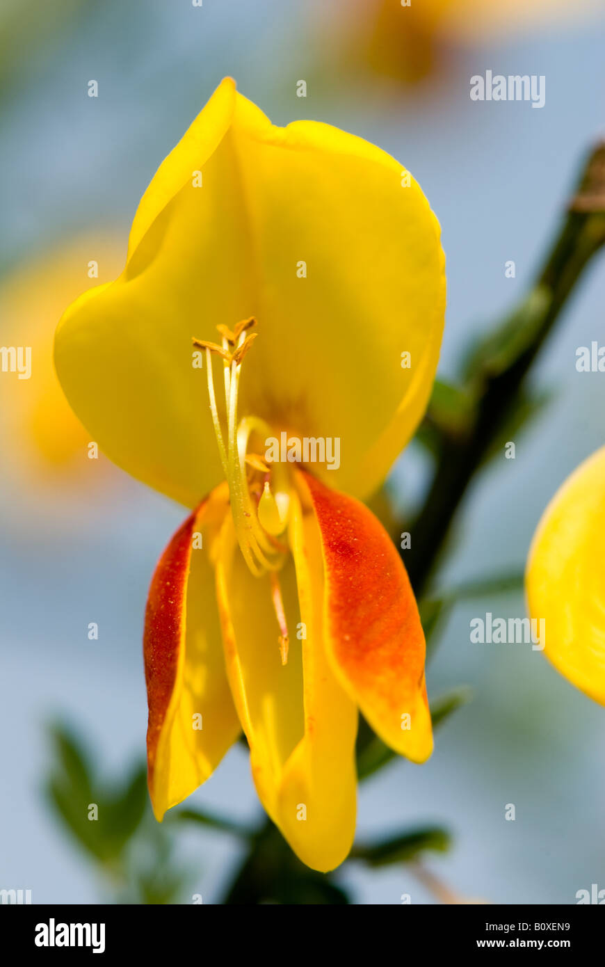 Broom flower hires stock photography and images Alamy