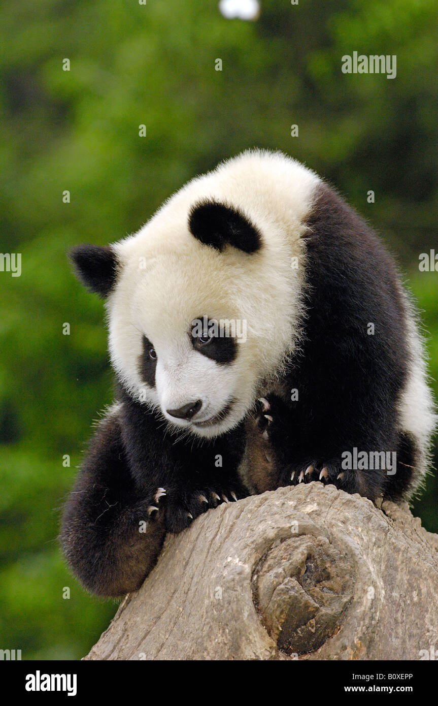 Giant Panda (Ailuropoda melanoleuca). Young individual sitting on a tree stump Stock Photo