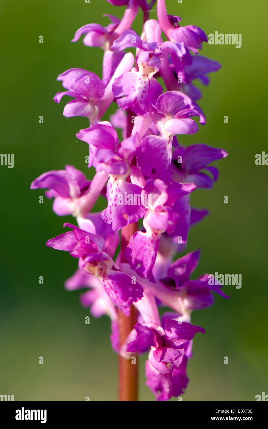 Early-purple Orchid Stock Photo