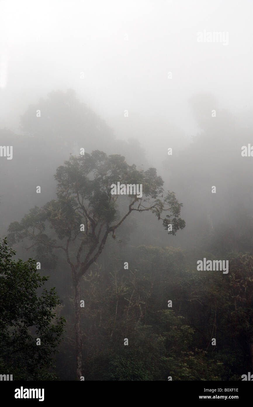 Costarica rain forest foresta pluviale foresta tropicale foresta tropicale montana paesaggio Stock Photo