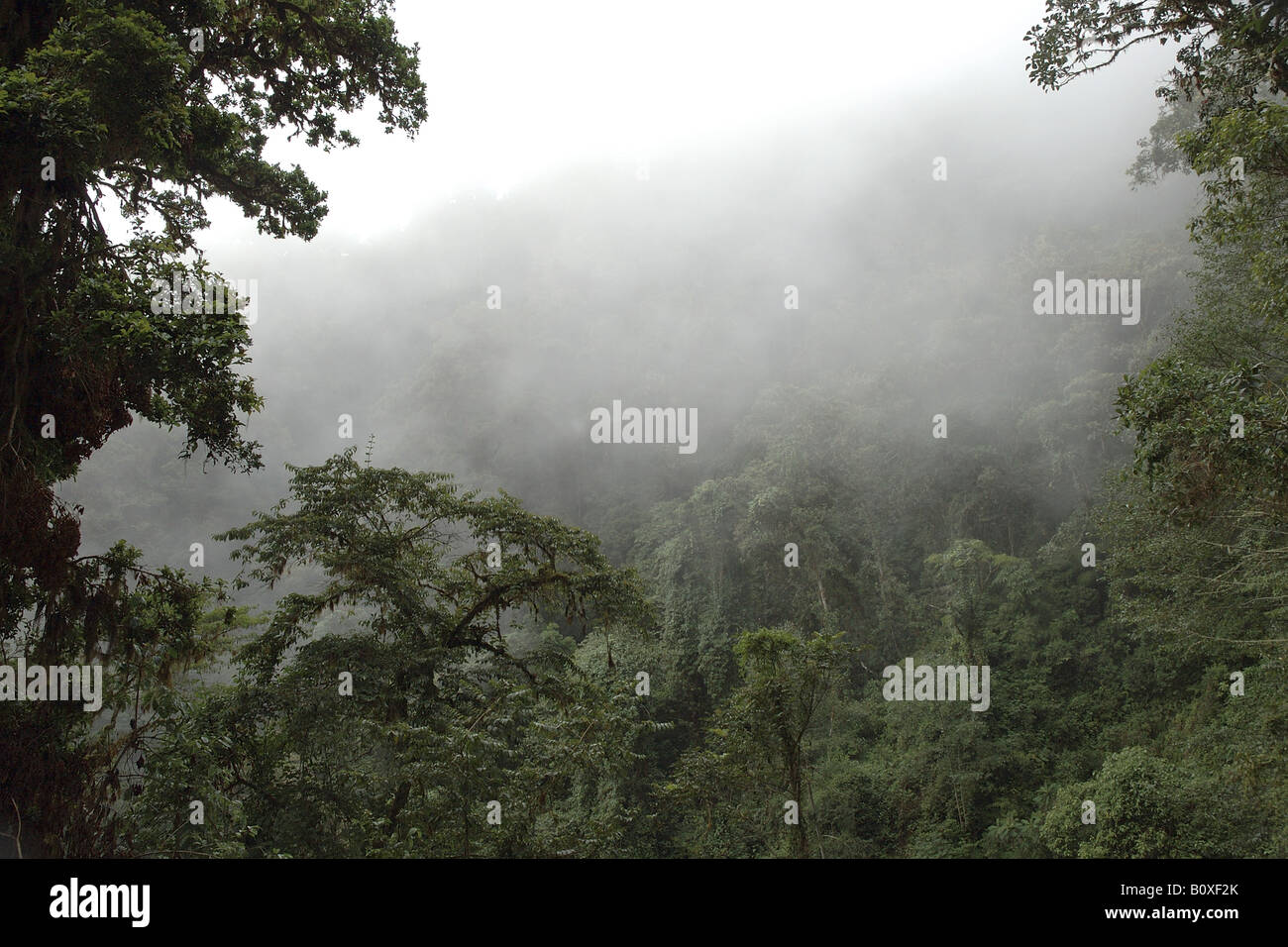 clouded forest bromeliacee epiphitic plants Cerro de la Muerte Costarica rain forest foresta pluviale tropicale foresta montana Stock Photo