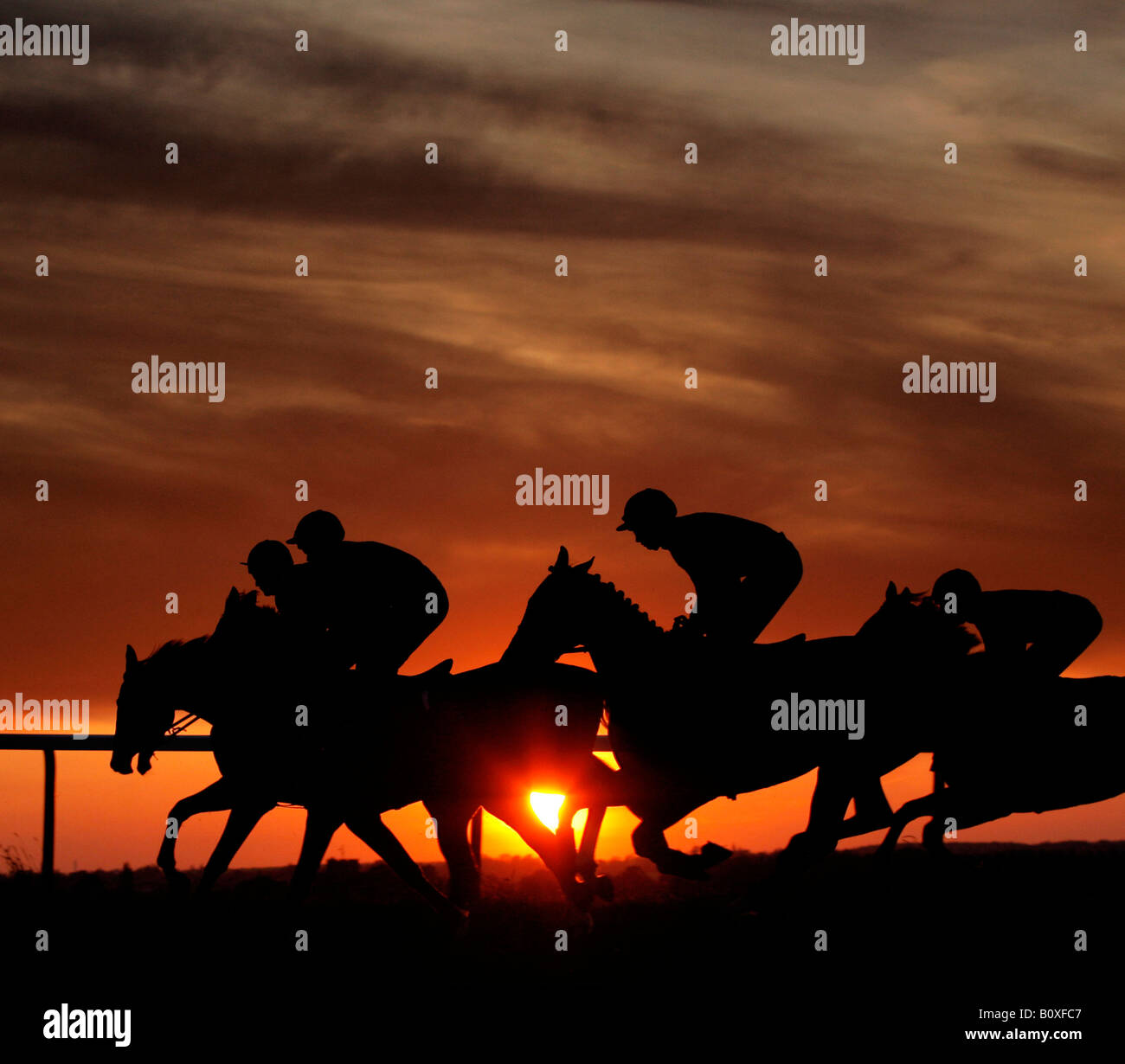 Horses silhouetted against the setting sun at an evening race meeting at Towcester Racecourse Stock Photo
