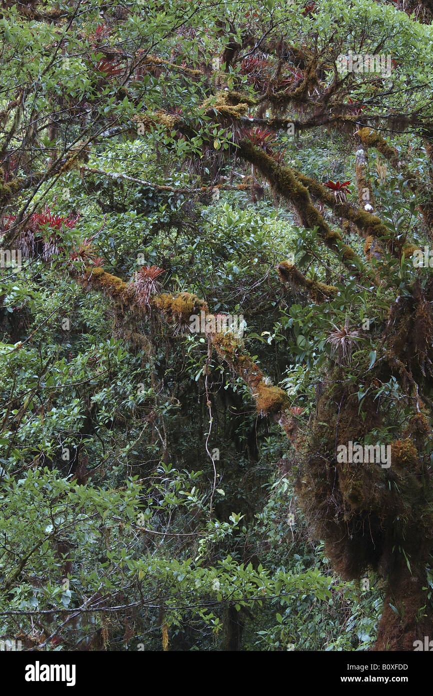bromeliacee epifite Costarica rain forest foresta pluviale foresta tropicale foresta tropicale montana foresta nebulare Stock Photo