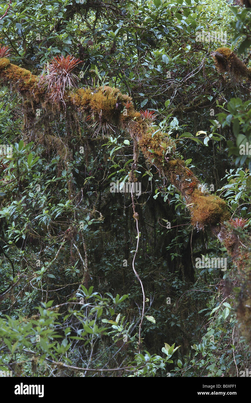 bromeliacee epifite Costarica rain forest foresta pluviale foresta tropicale foresta tropicale montana foresta nebulare Stock Photo