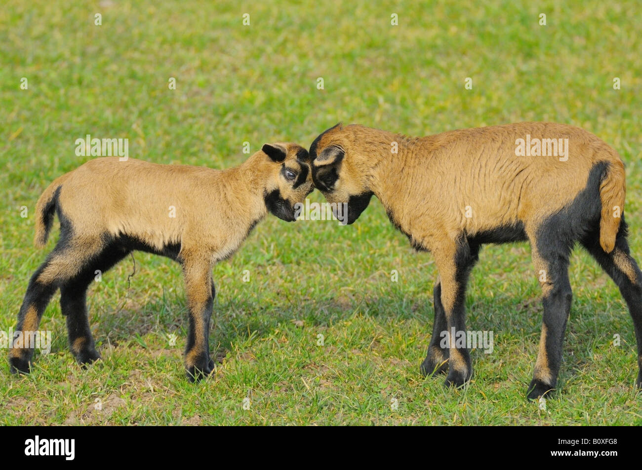 two young cameroon sheep on meadow Stock Photo