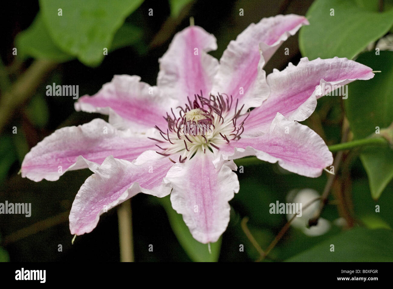 clematis (hybrid) - blossom Stock Photo