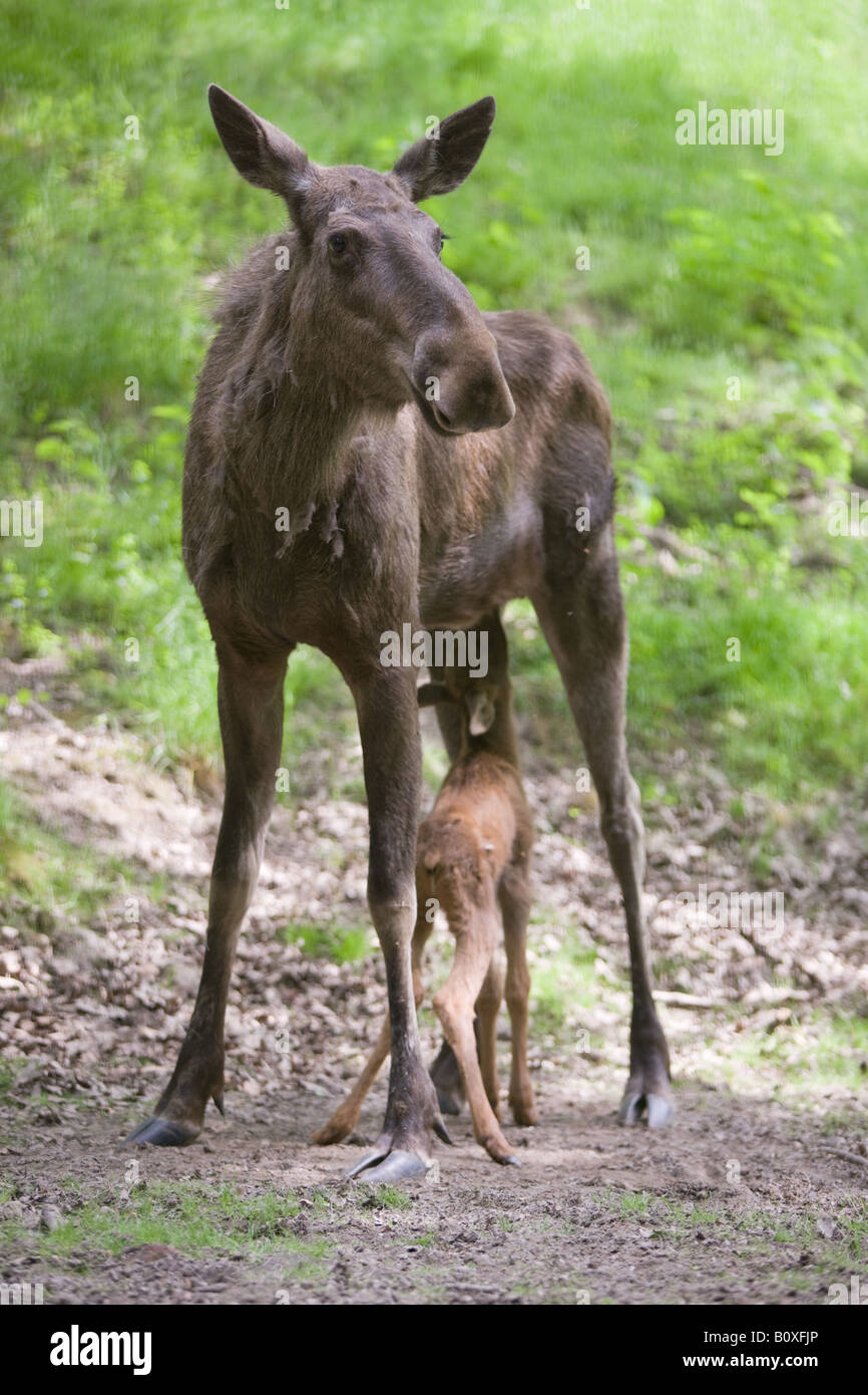 baby Moose or Elk drinking - Alces alces Stock Photo
