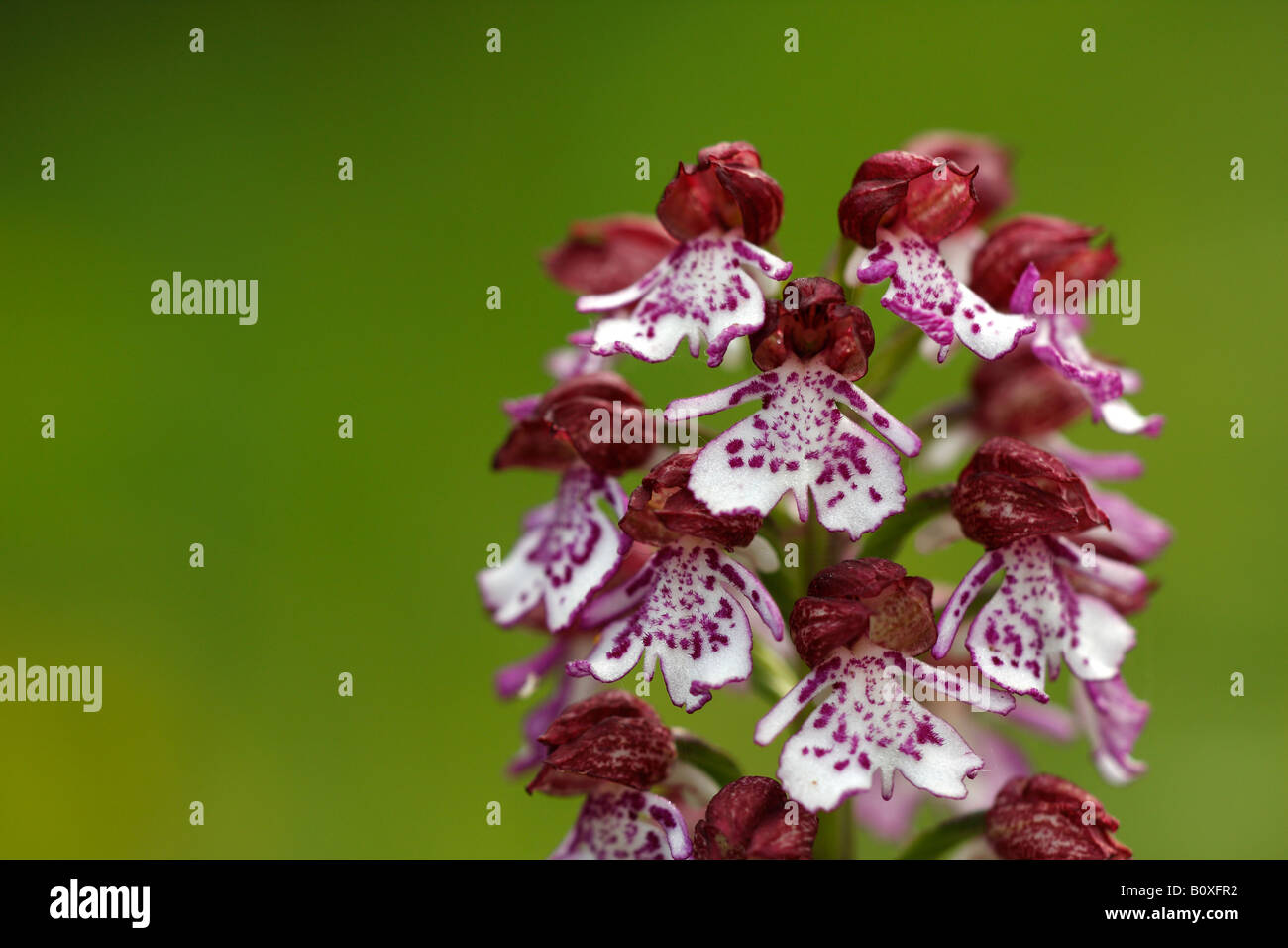 'Lady Orchid' [Orchis purpurea], 'close up' flower macro showing petal detail, England, UK Stock Photo