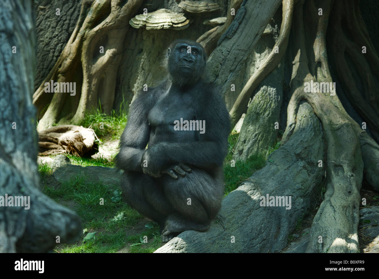 Congo gorilla forest hi-res stock photography and images - Alamy