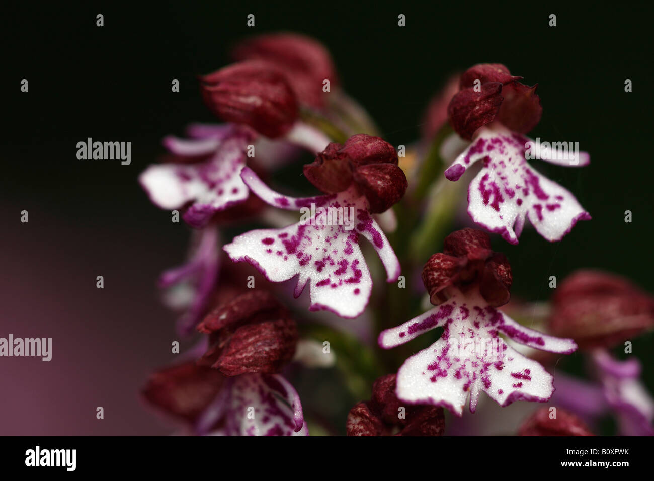 'Lady Orchid' [Orchis purpurea], 'close up' flower macro showing petal detail, England, UK Stock Photo