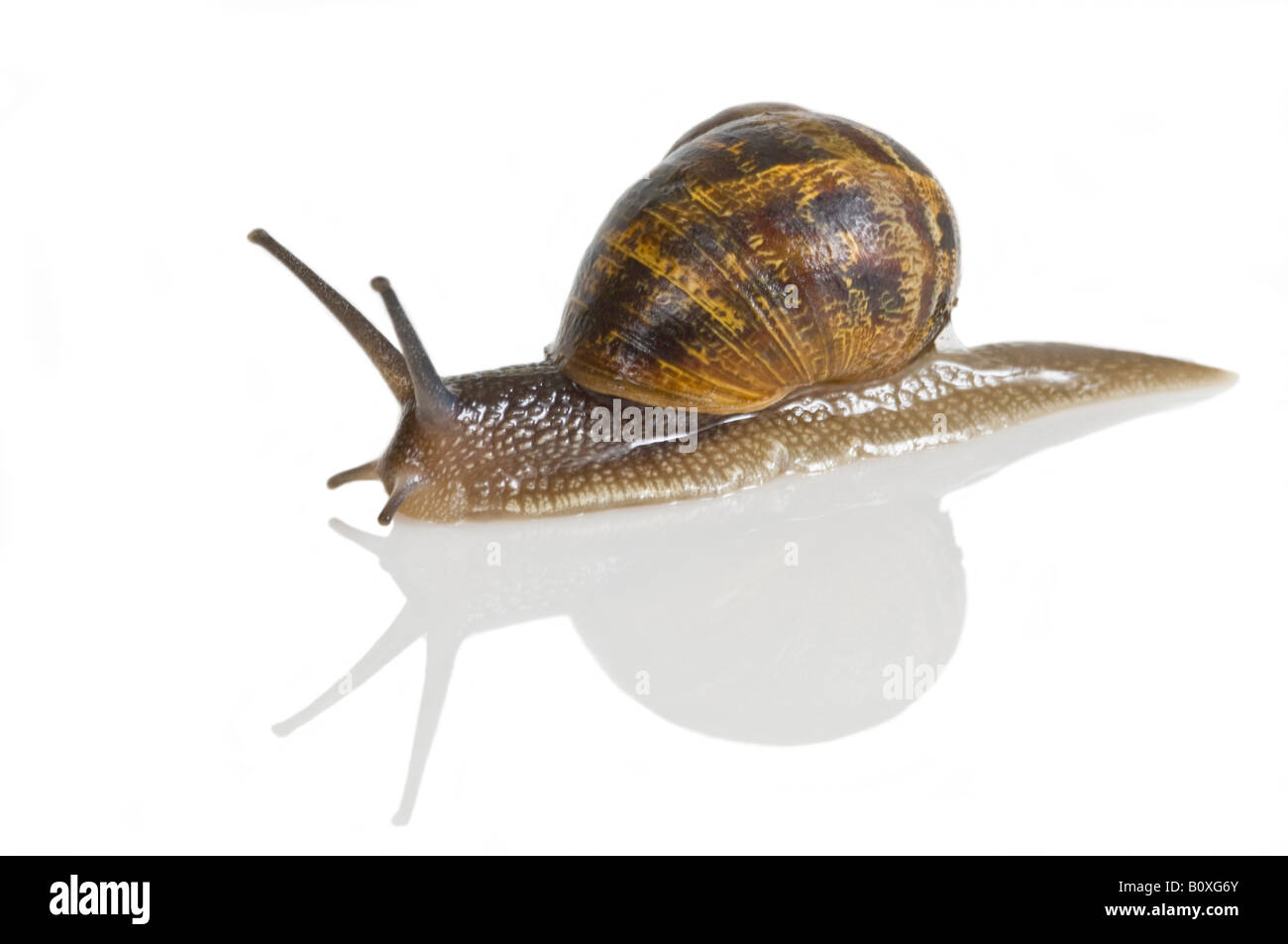 A common garden snail (Helix aspersa) against a pure white background. Stock Photo