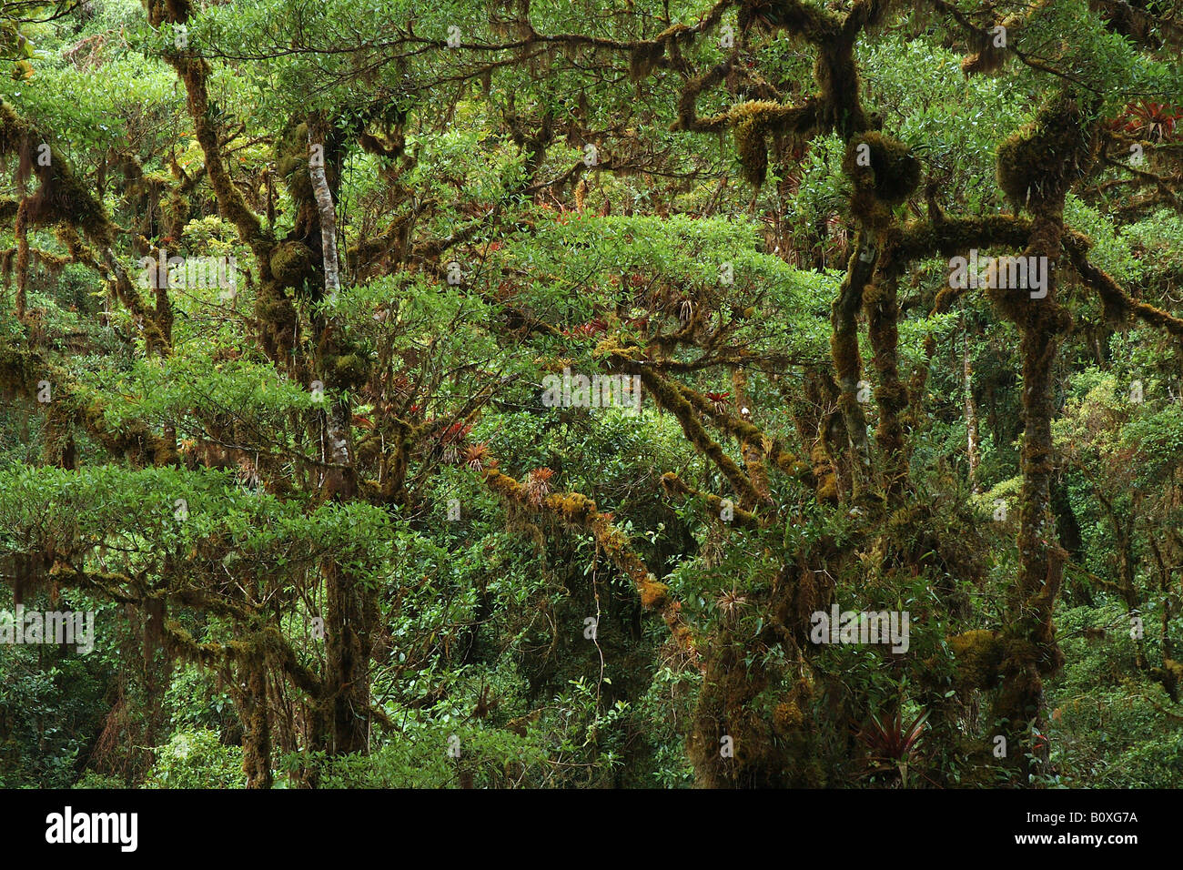 bromeliacee epiphitic plants Cerro de la Muerte Costarica rain forest foresta pluviale foresta tropicale foresta tropicale monta Stock Photo