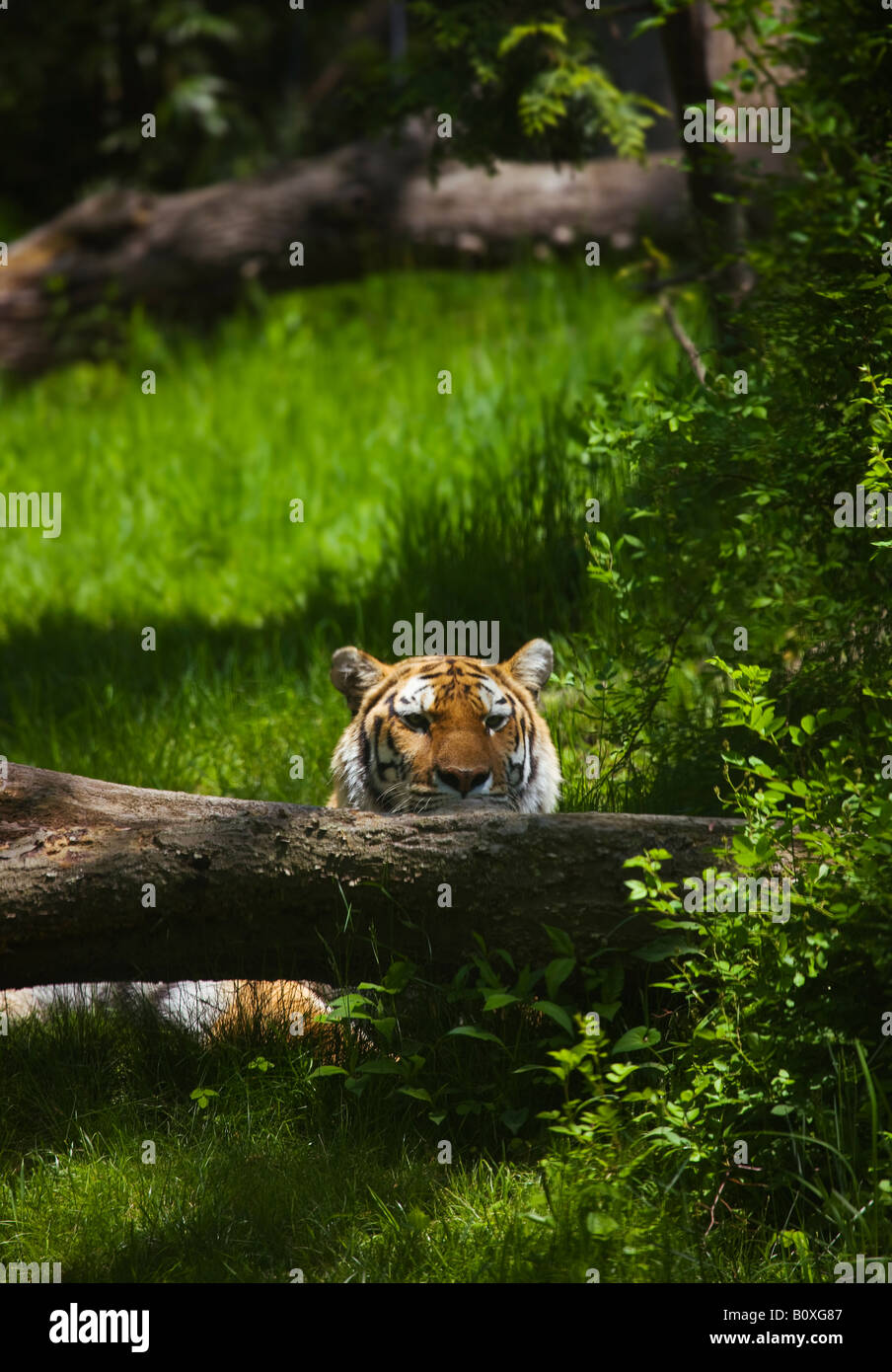 NYC - Bronx - Bronx Zoo: Tiger Mountain, The Siberian Tiger…