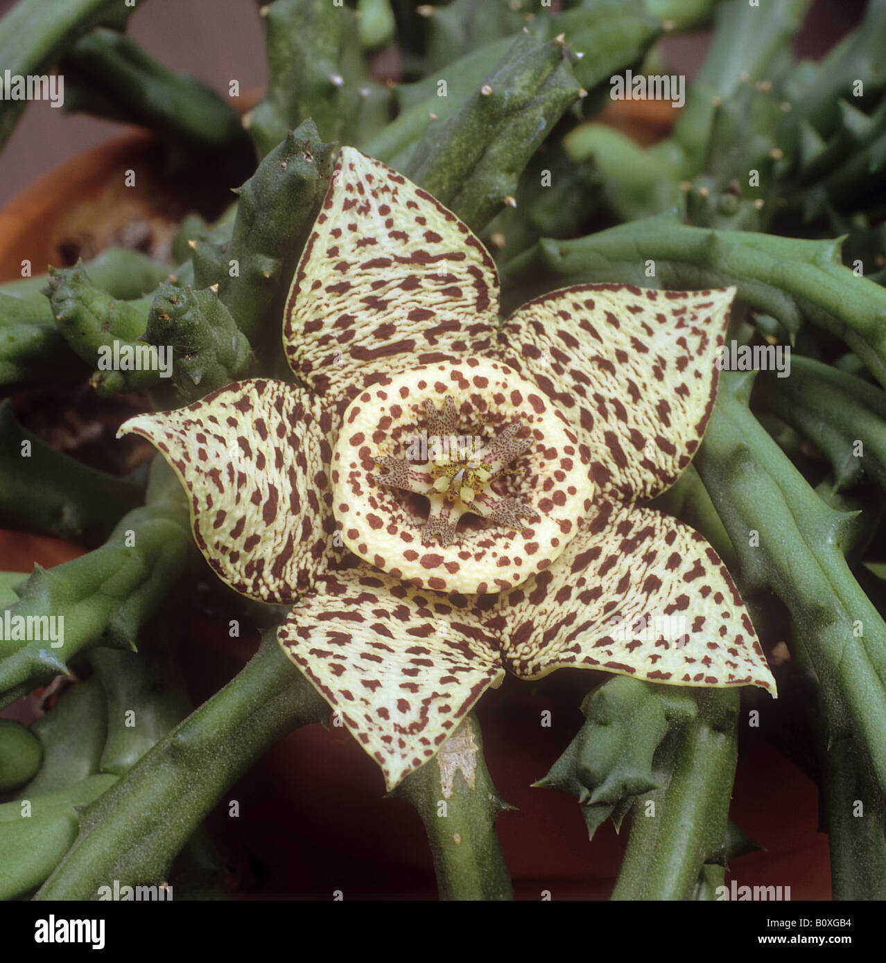Starfish cactus - blossom / Orbea variegata Stock Photo
