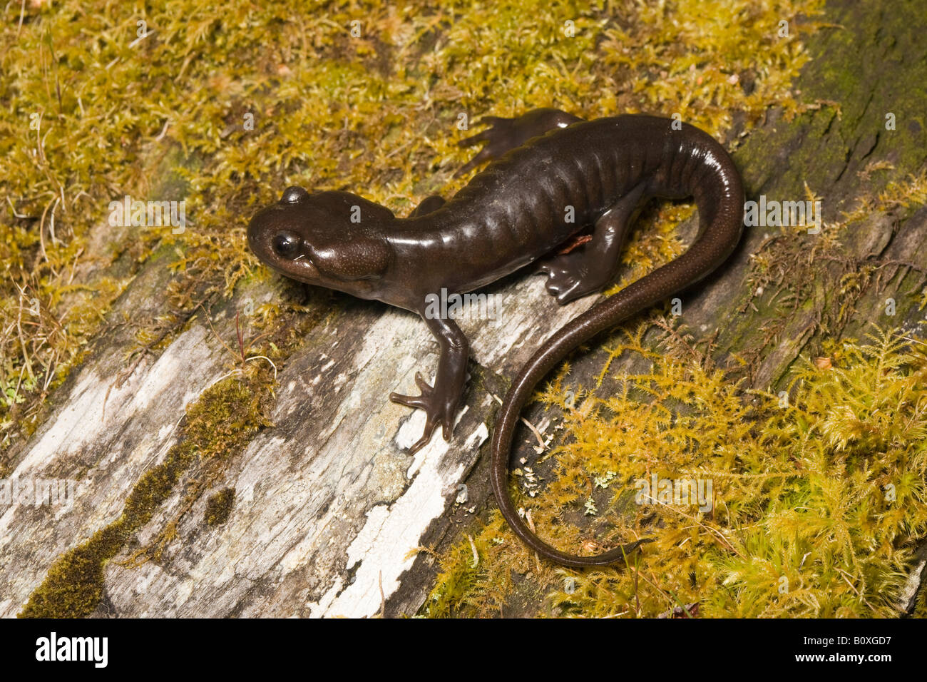 Northwestern Salamander Ambystoma gracile California United States, family Ambystomatidae Stock Photo