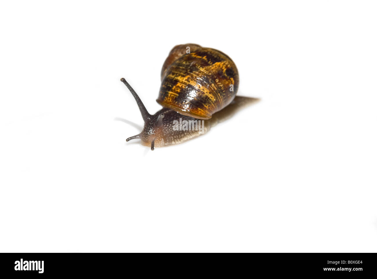 Horizontal macro of a common garden snail 'Helix aspersa' on a pure white background. Stock Photo
